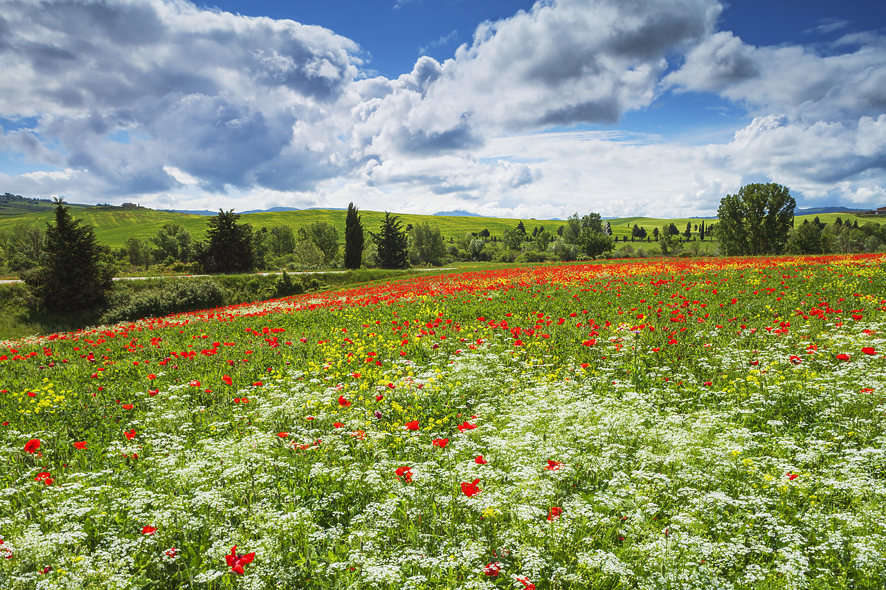 #120045-1 - Field of Wildflowers, near Pienza, Tuscany, Italy