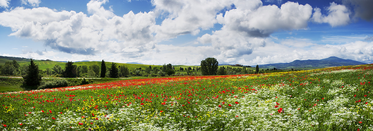 #120045-2 - Field of Wildflowers, near Pienza, Tuscany, Italy