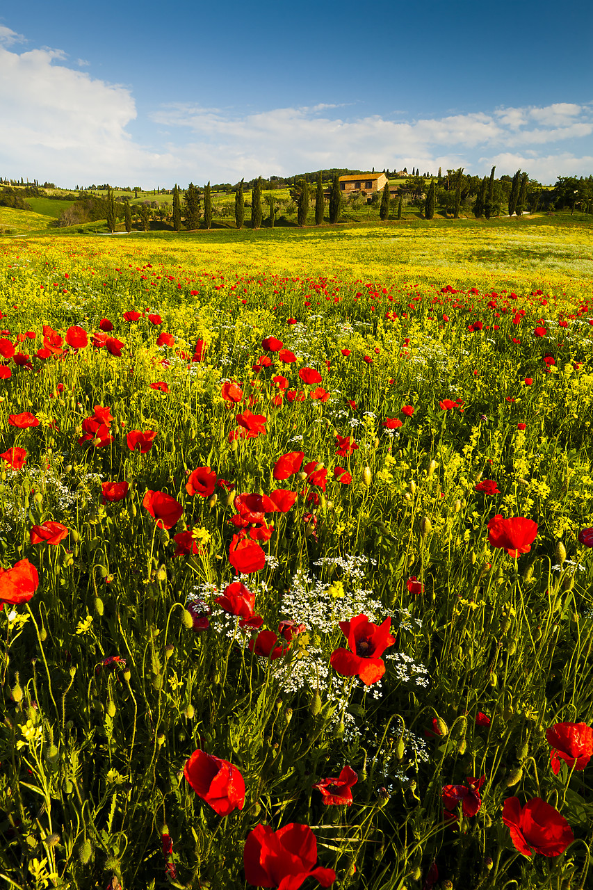#120058-2 - Field of Wildflowers & Villa, Tuscany, Italy