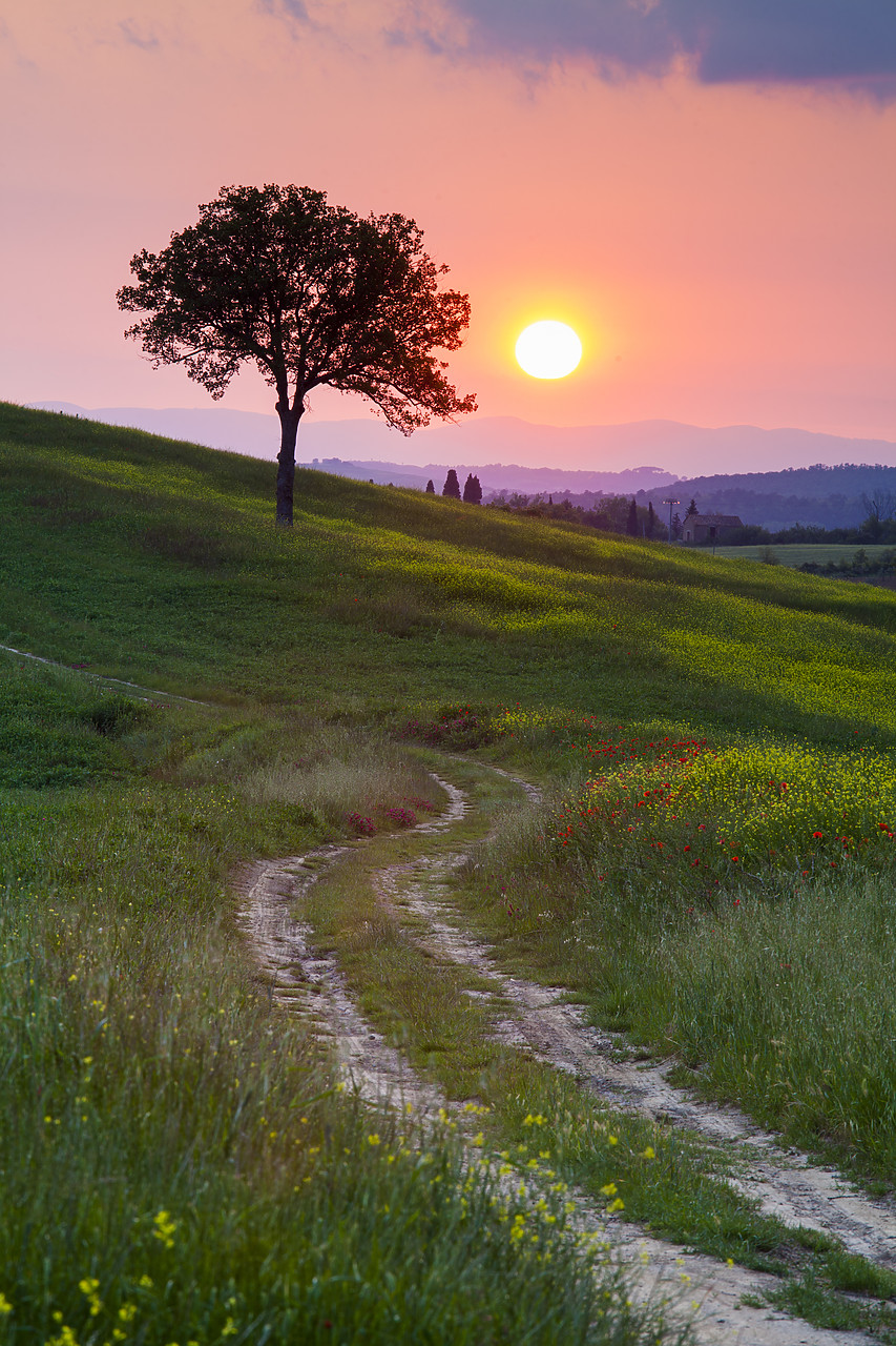 #120062-1 - Track Leading to Tree at Sunset, Tuscany, Italy
