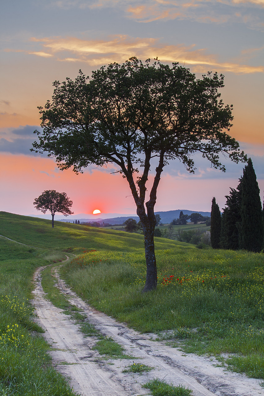 #120063-1 - Trees at Sunset, Tuscany, Italy
