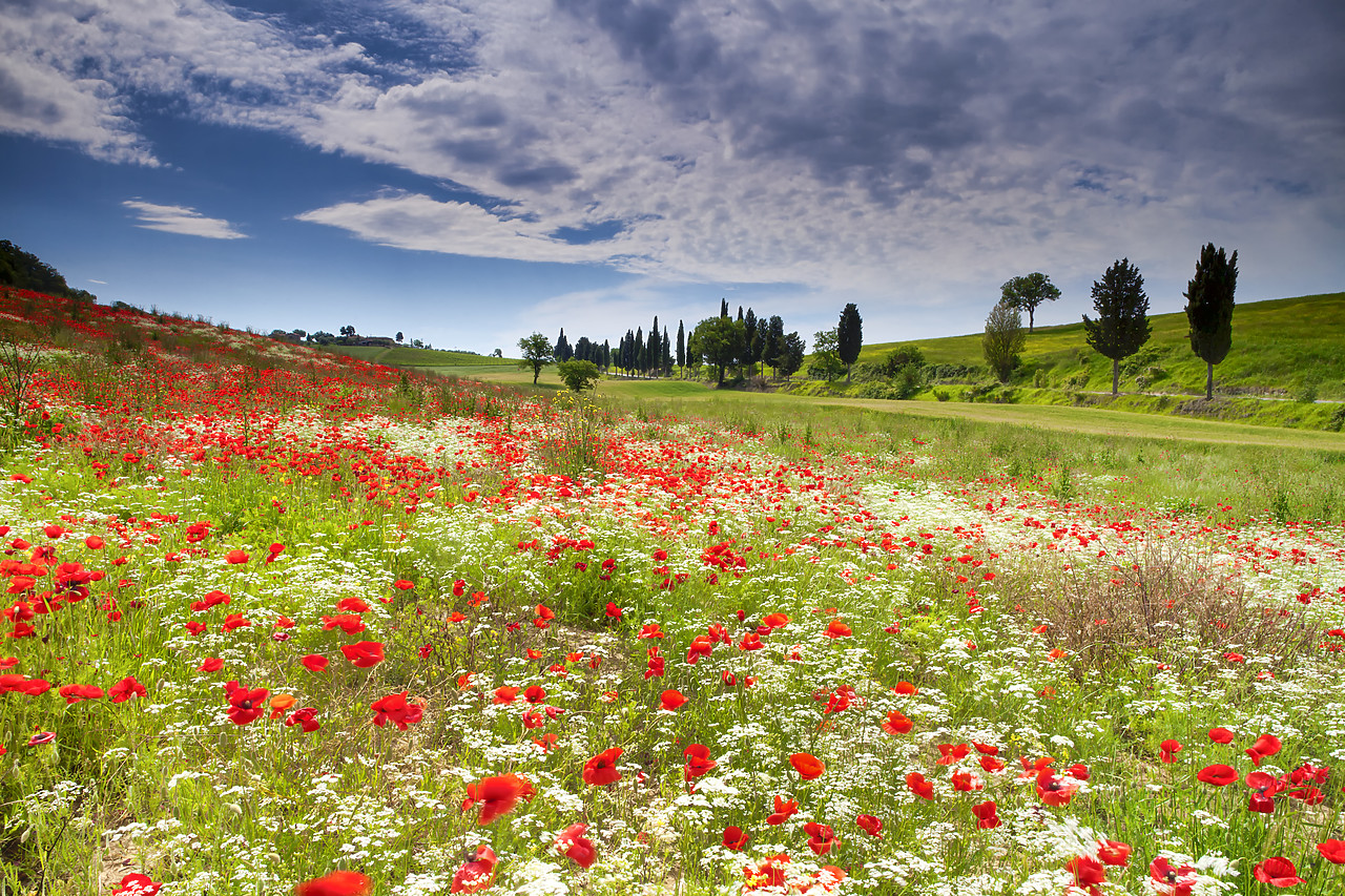 #120080-1 - Wildflower Meadow, Tuscany, Italy