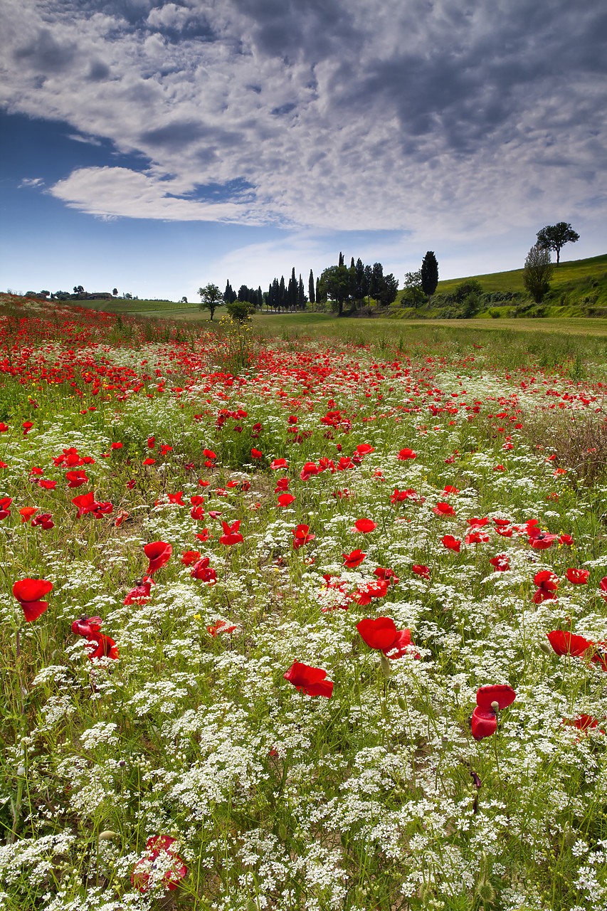 #120081-1 - Wildflower Meadow, Tuscany, Italy
