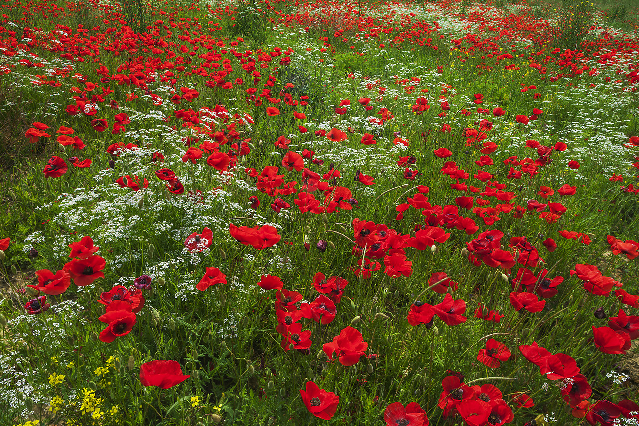 #120082-1 - Wildflower Meadow, Tuscany, Italy