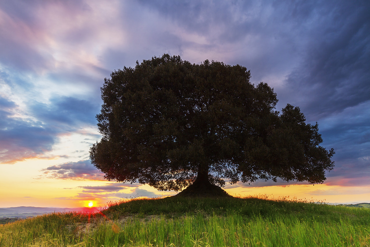 #120087-1 - Oak Tree at Sunset, Tuscany, Italy