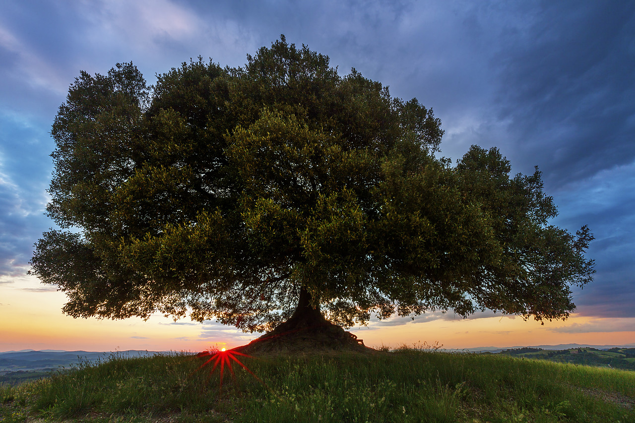 #120088-1 - Oak Tree at Sunset, Tuscany, Italy