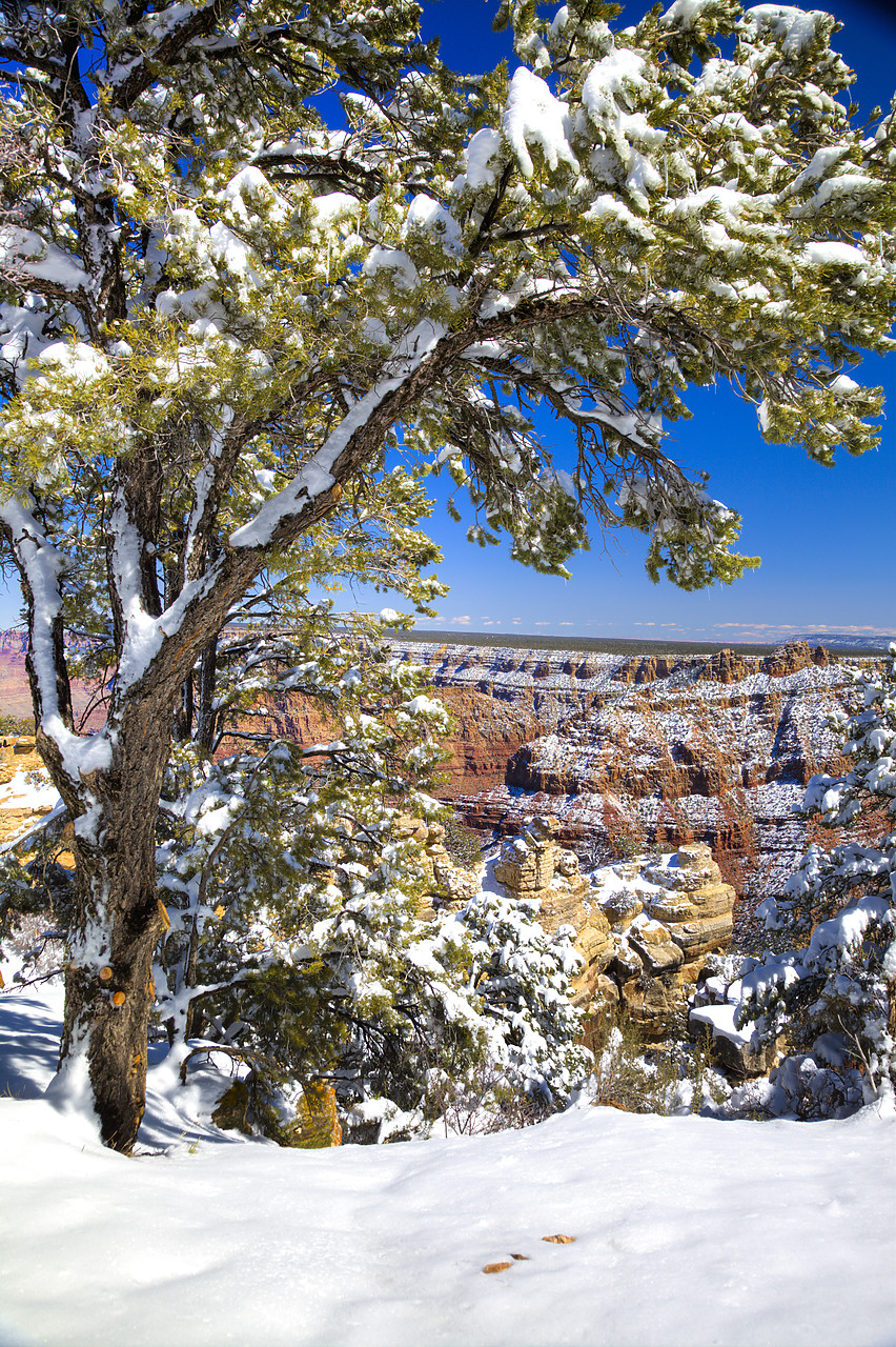 #120100-2 - Fresh Snowfall Along South Rim, Grand Canyon National Park, Arizona, USA