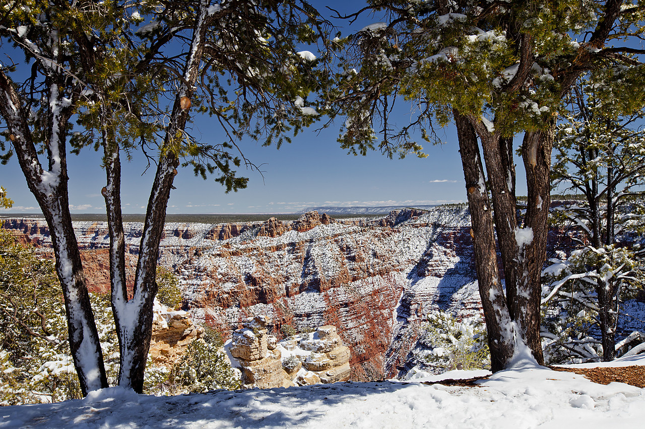 #120101-1 - Fresh Snowfall Along South Rim, Grand Canyon National Park, Arizona, USA