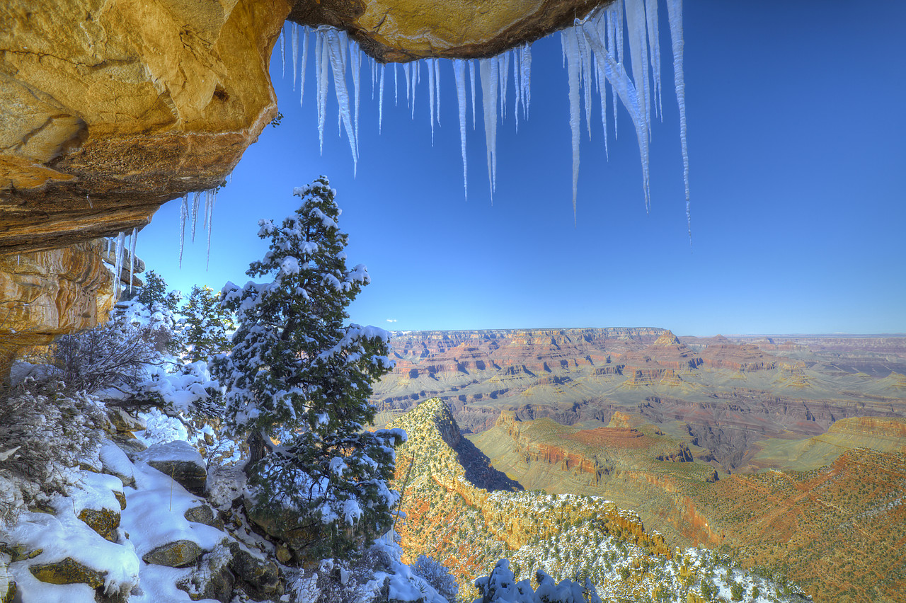 #120106-1 - Snow-covered Pine Tree Under the Rim, Grand Canyon National Park, Arizona, USA
