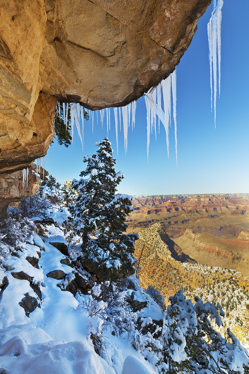 #120106-2 - Snow-covered Pine Under the Rim, Grand Canyon National Park, Arizona, USA
