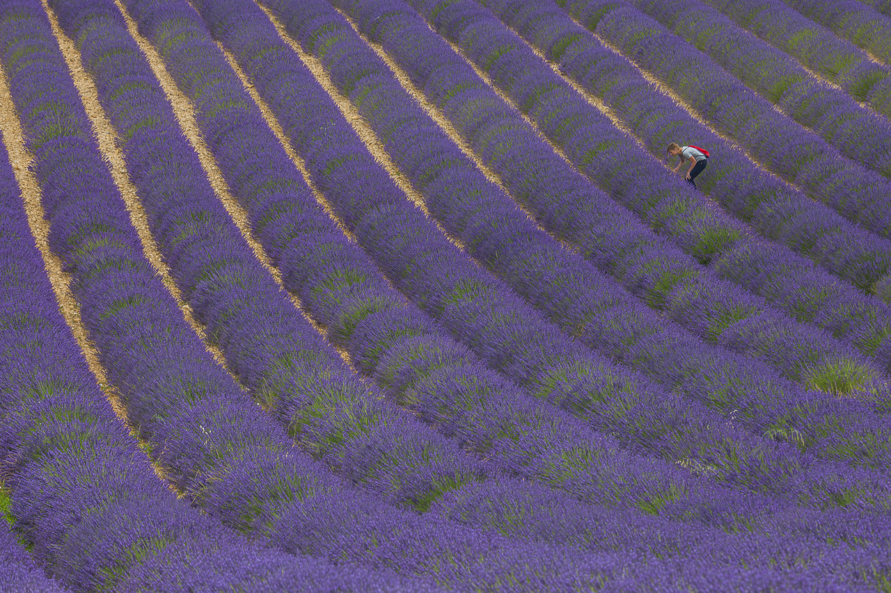 #120146-1 - Woman in Lavender Field, Valensole Plain, Alpes-de-Haute-Provence, France