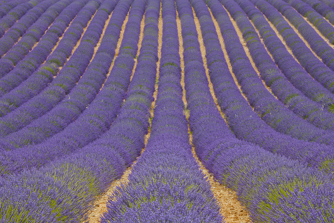 #120147-1 - Lavender Field, Valensole Plain, Alpes-de-Haute-Provence, France