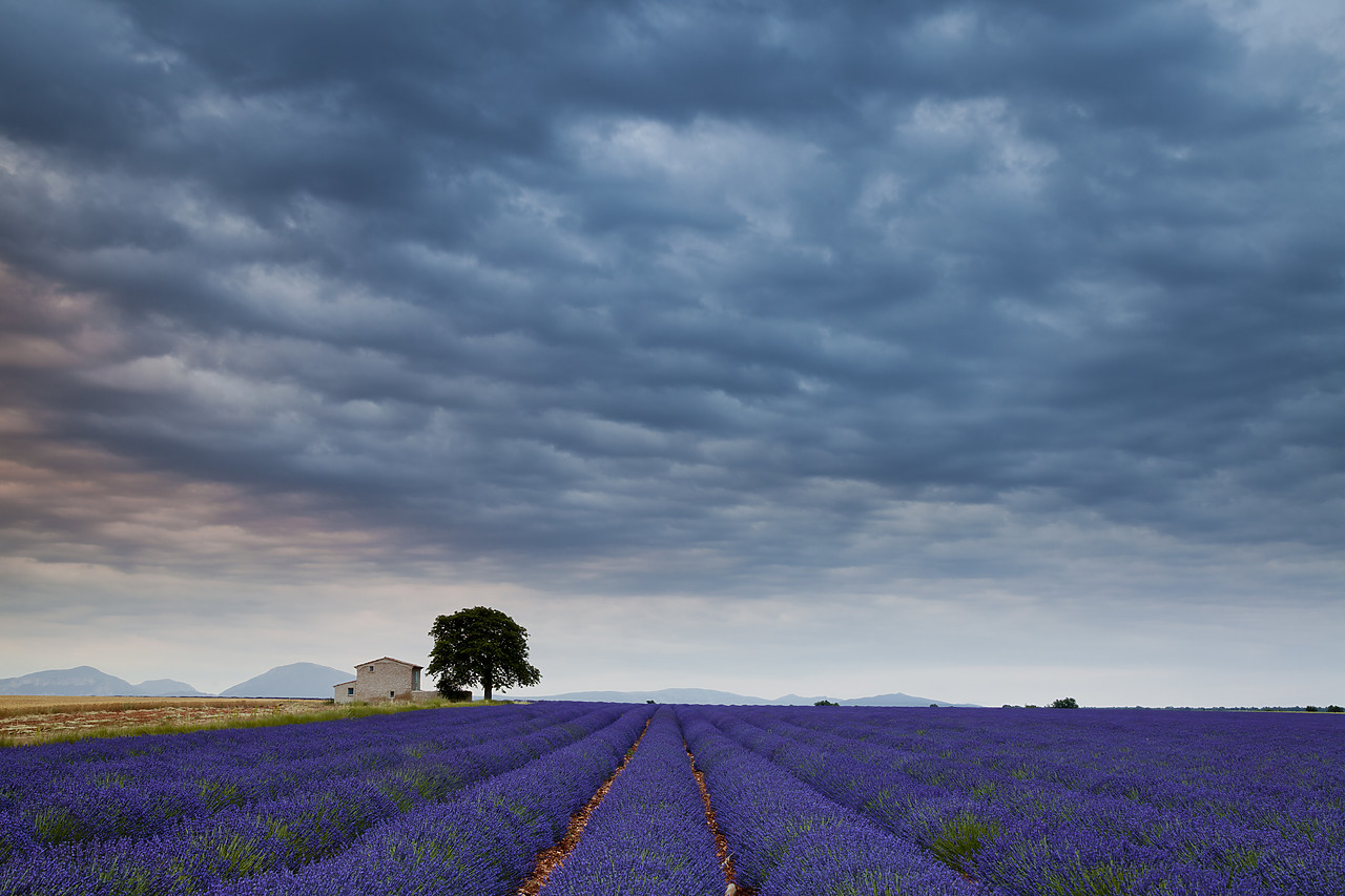 #120148-1 - Lavender Field, Valensole Plain, Alpes-de-Haute-Provence, France