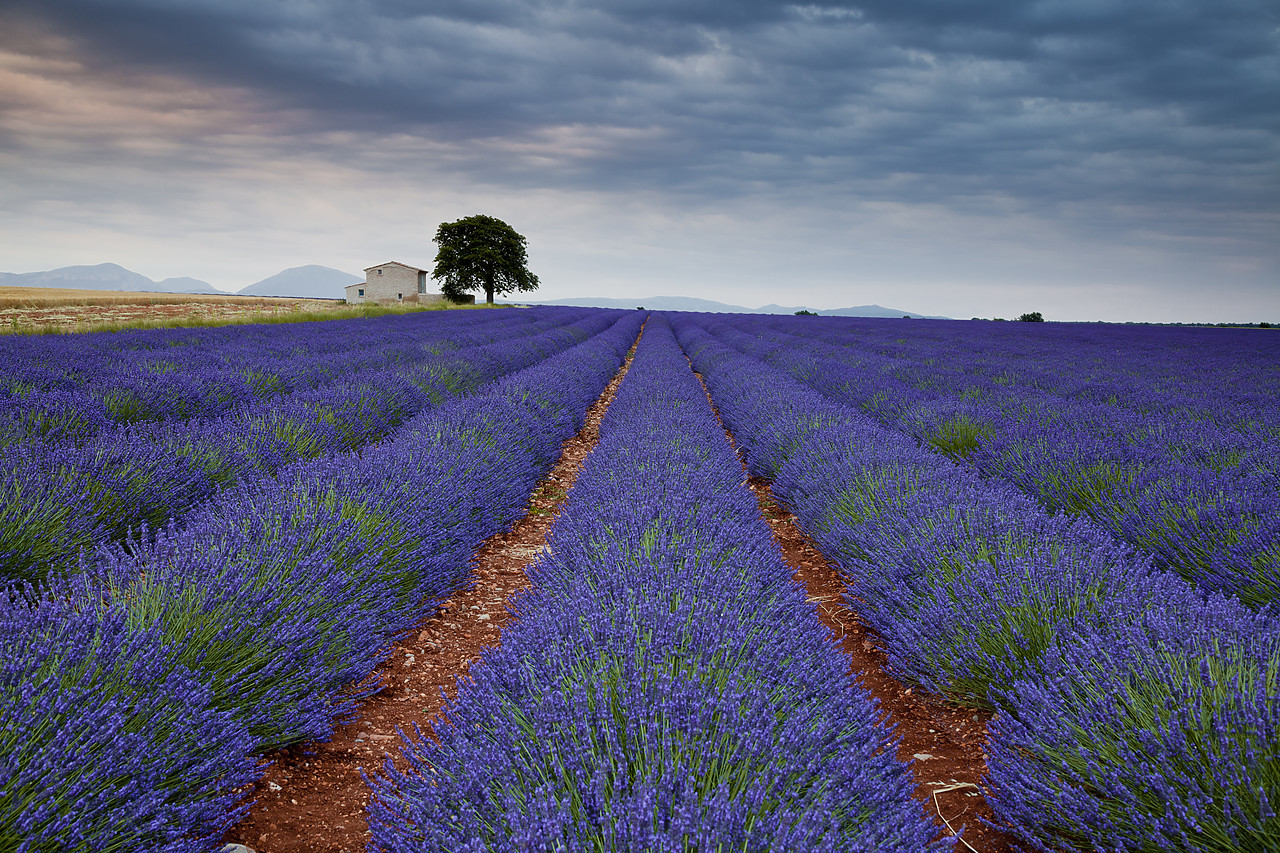#120148-2 - Lavender Field, Valensole Plain, Alpes-de-Haute-Provence, France