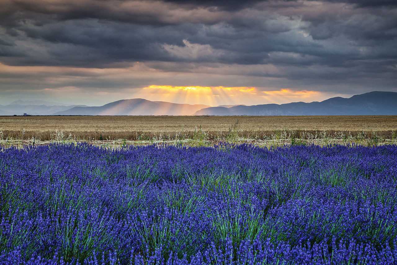 #120149-1 - Sun Beams Over Lavender Field, Valensole Plain, Alpes-de-Haute-Provence, France