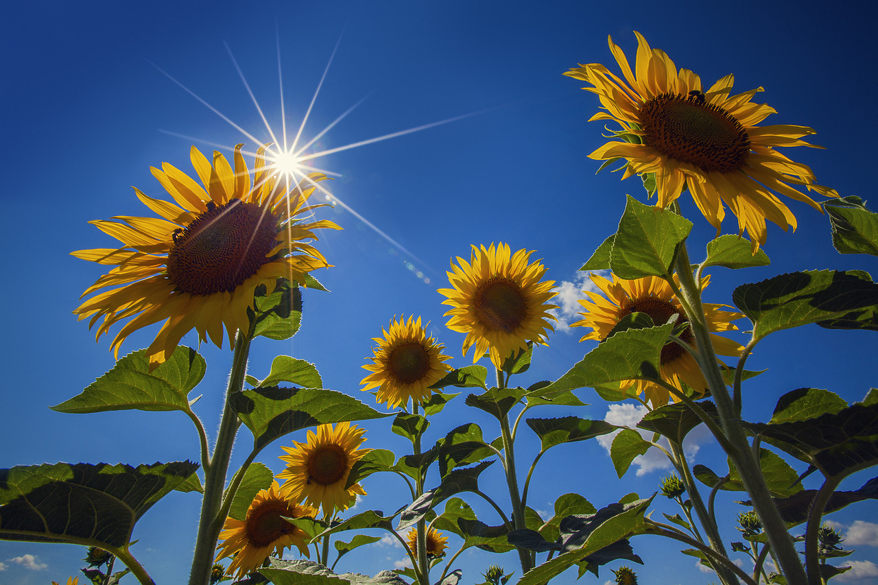 #120151-1 - Sunburst over Sunflowers, near Arles, Provence, France