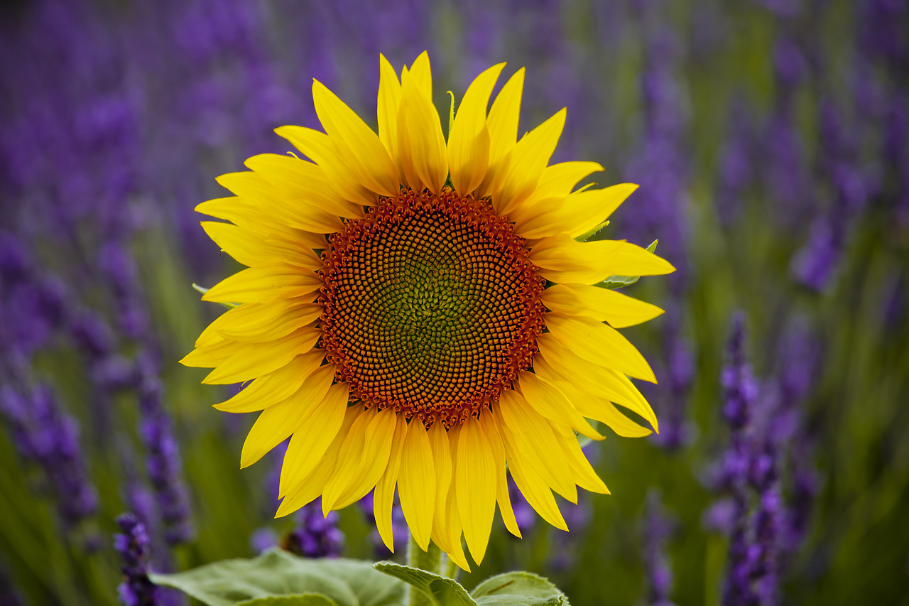 #120152-1 - Sunflower & Lavender, Valensole Plain, Provence, France