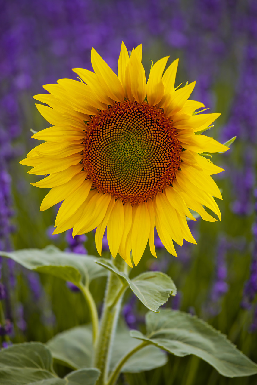 #120152-2 - Sunflower, Valensole Plain, Provence, France