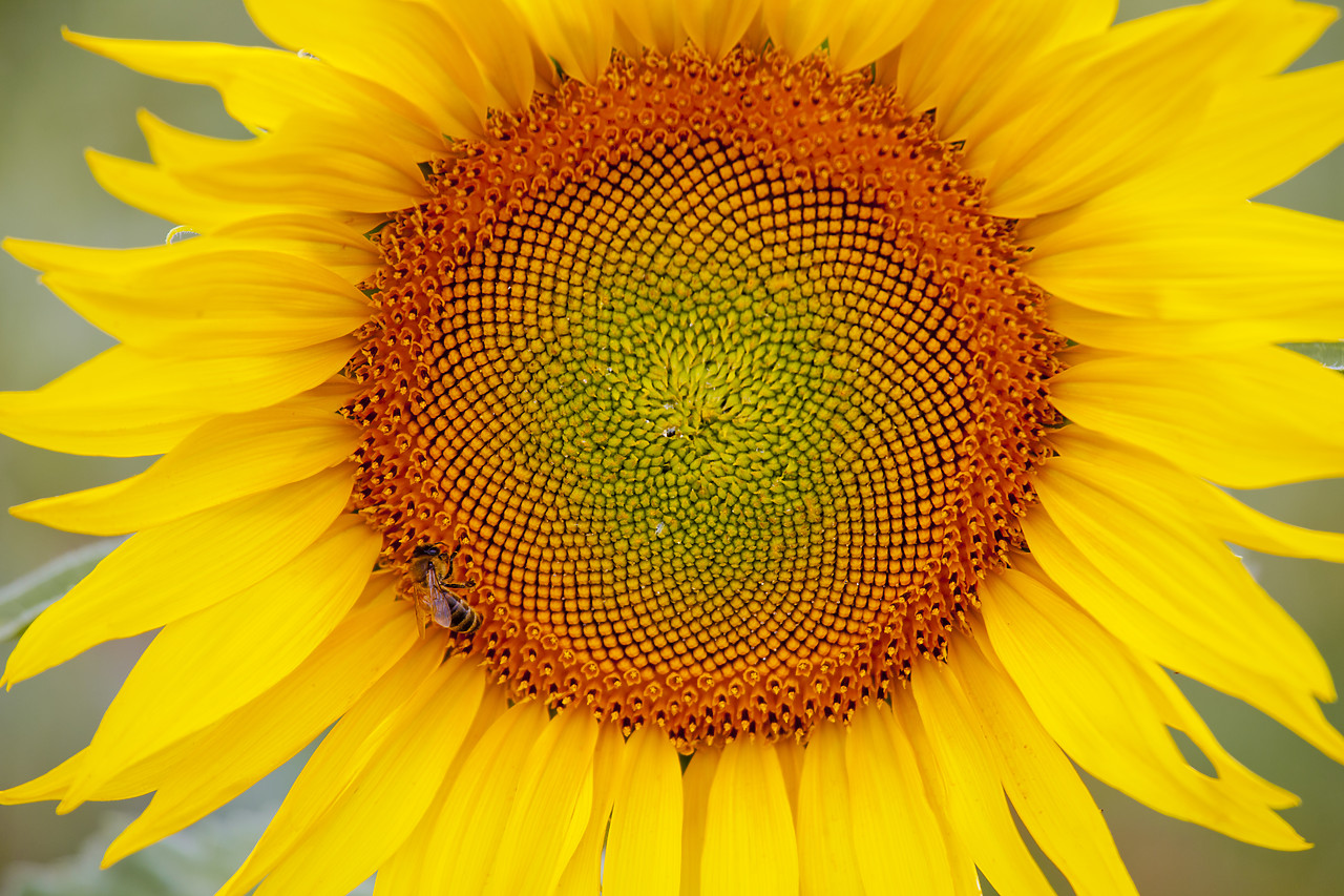 #120153-1 - Sunflower Closeup, Valensole Plain, Provence, France