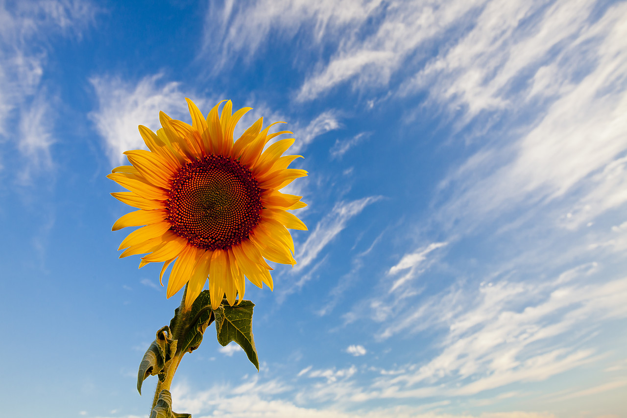 #120154-1 - Sunflower & Cloudscape, Valensole Plain, Provence, France