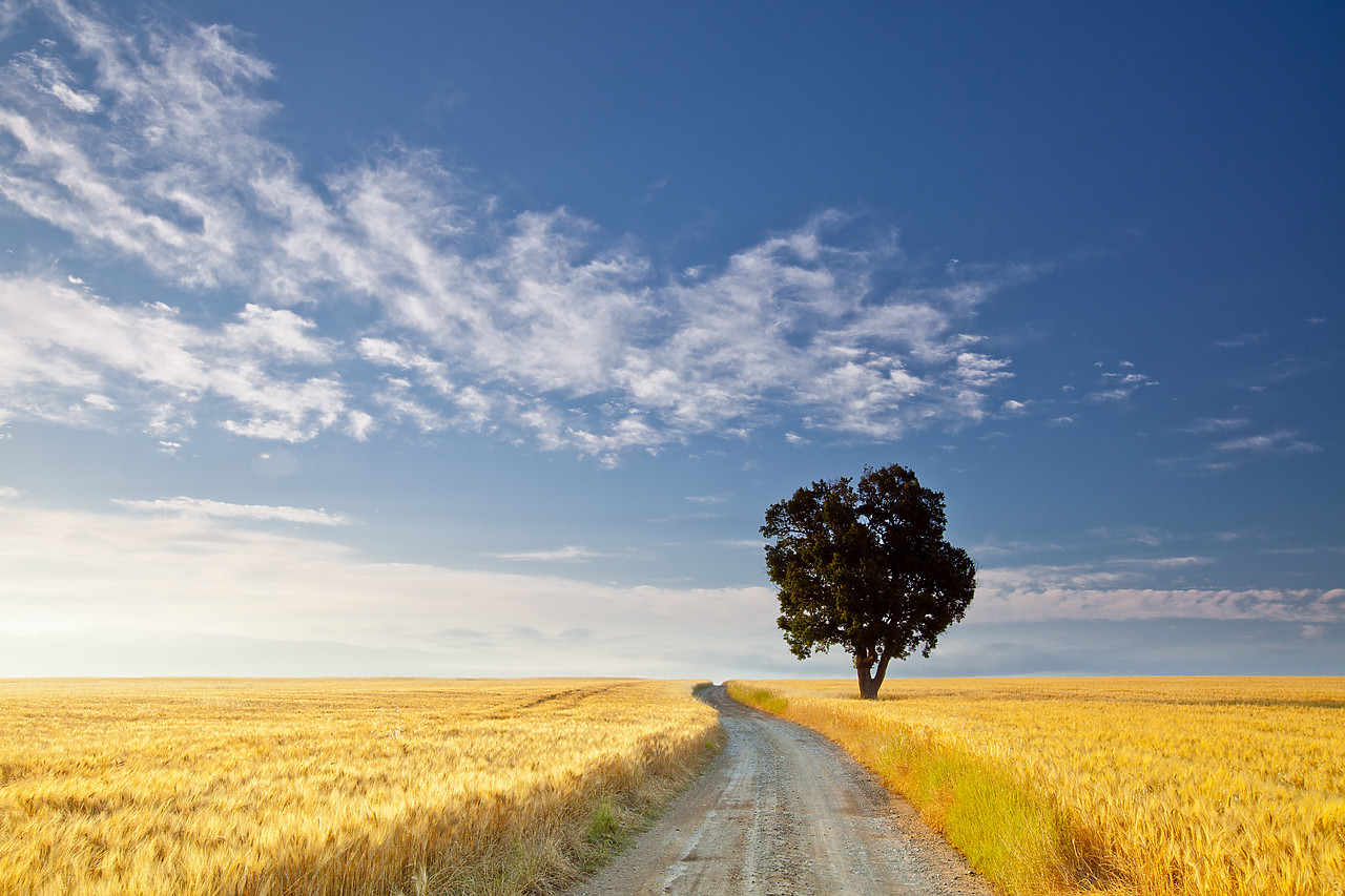 #120156-1 - Tree with Road Through Fields of Wheat, Valensole Plain, Provence, France