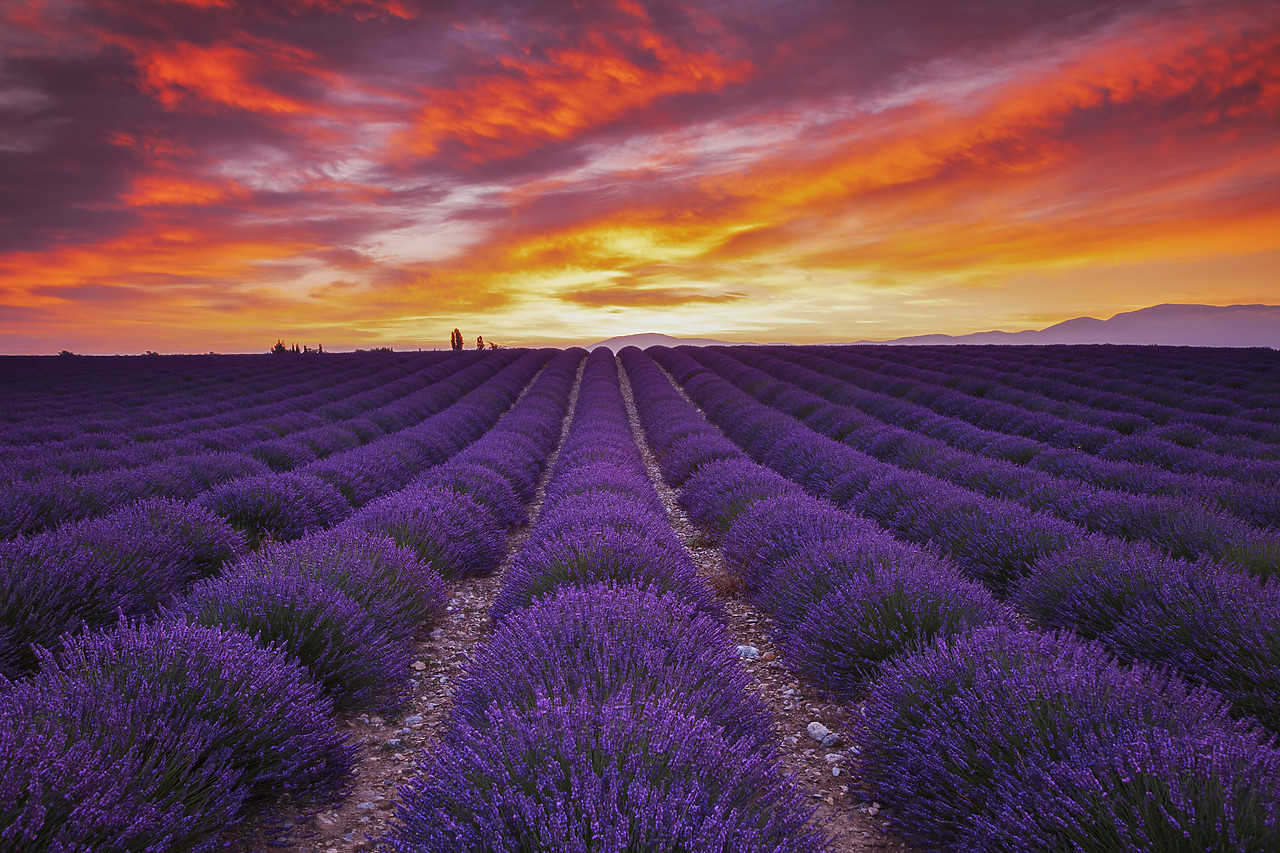 #120158-1 - Field of Lavender at Sunrise, Valensole Plain, Alpes de Haute, Provence, France