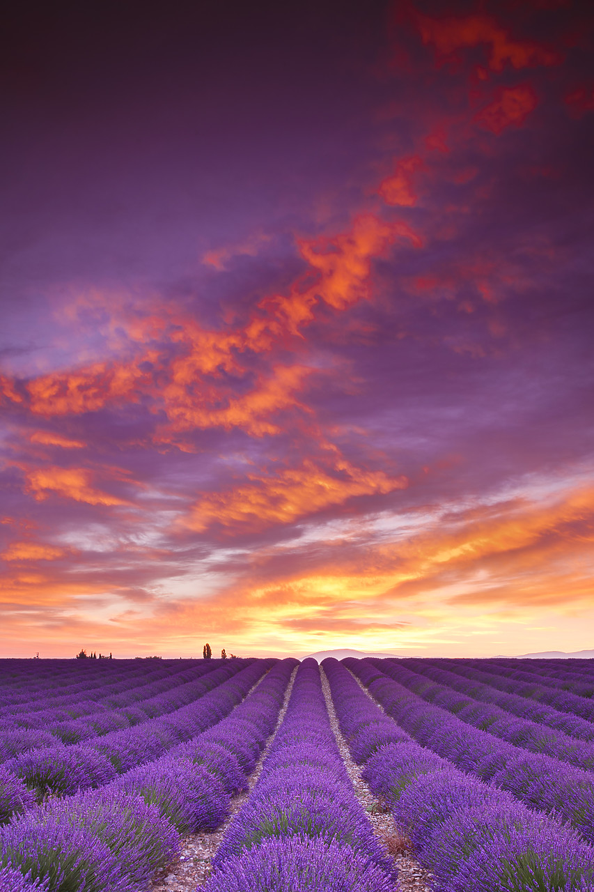 #120158-2 - Field of Lavender at Sunrise, Valensole Plain, Alpes de Haute, Provence, France