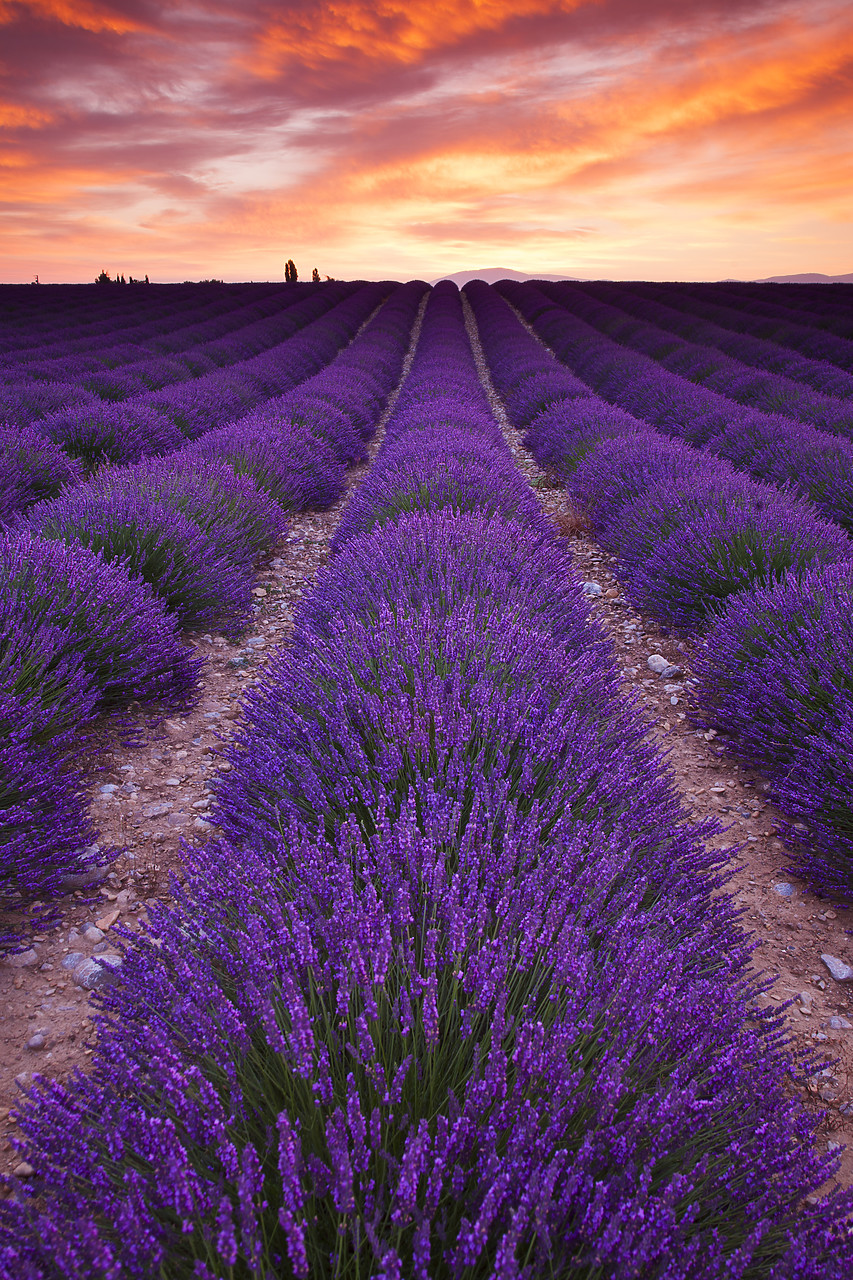 #120158-3 - Field of Lavender at Sunrise, Valensole Plain, Alpes de Haute, Provence, France