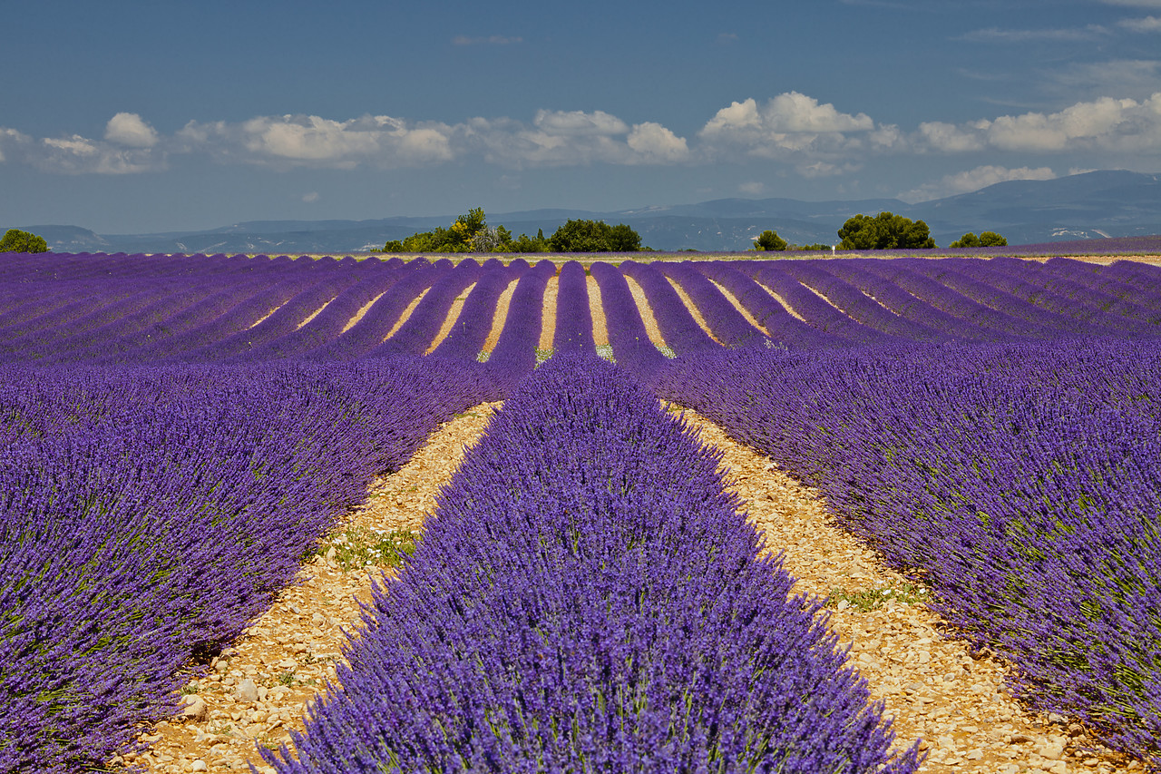 #120159-1 - Field of Lavender, Valensole Plain, Alpes de Haute, Provence, France