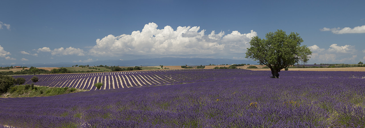 #120162-1 - Field of Lavender & Tree, Valensole Plain, Alpes de Haute, Provence, France