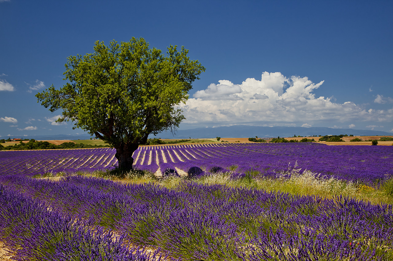 #120163-1 - Field of Lavender & Tree, Valensole Plain, Alpes de Haute, Provence, France