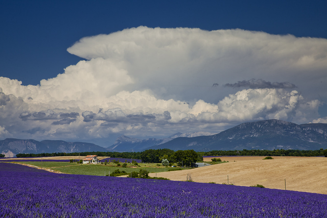 #120164-1 - Farmhouse & Field of Lavender, Valensole Plain, Alpes de Haute, Provence, France & Field of Lavender, Valensole Plain, Alpes de Haute, Provence, France