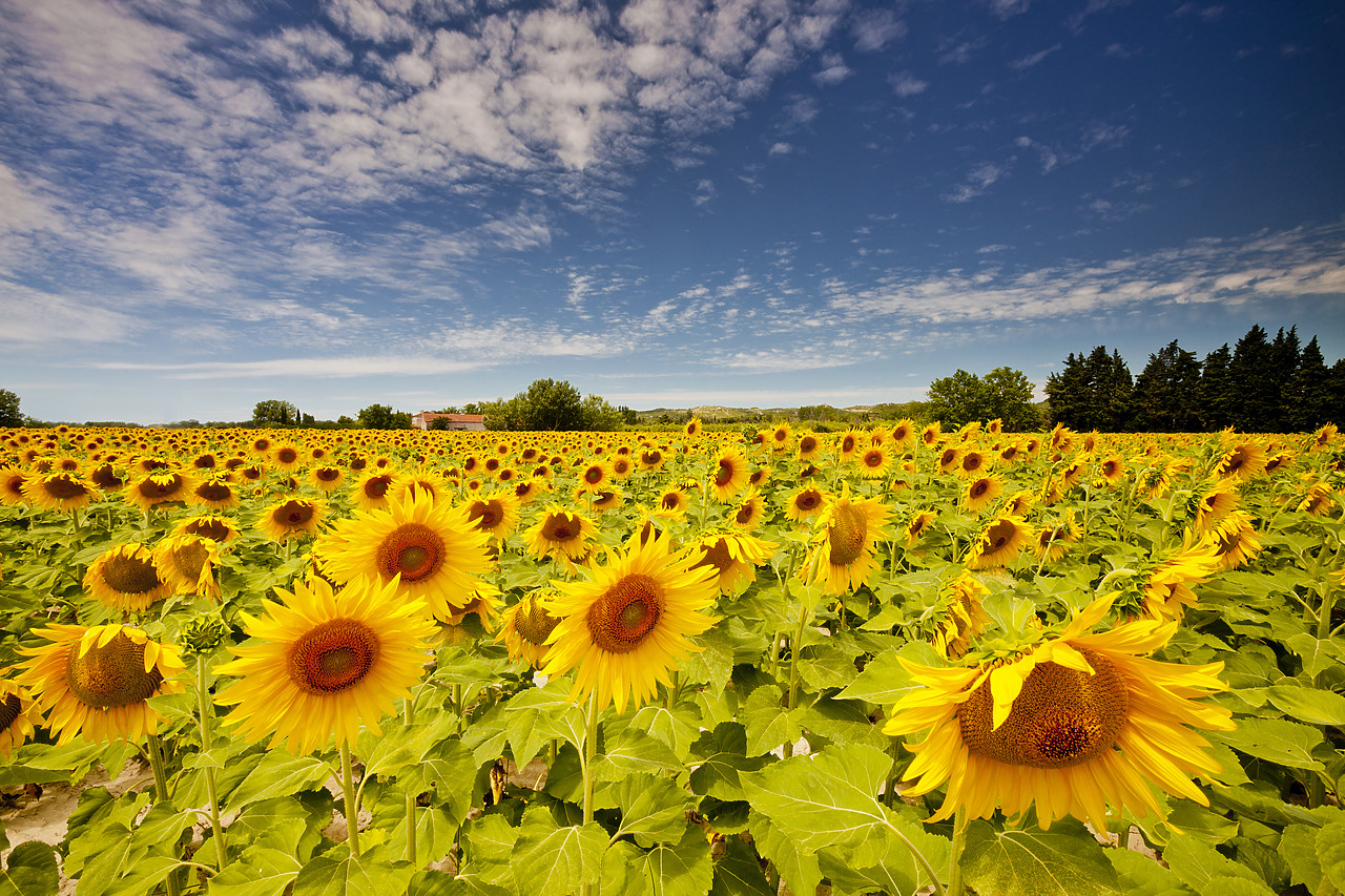 #120181-1 - Field of Sunflowers, near Arles, Provence, France