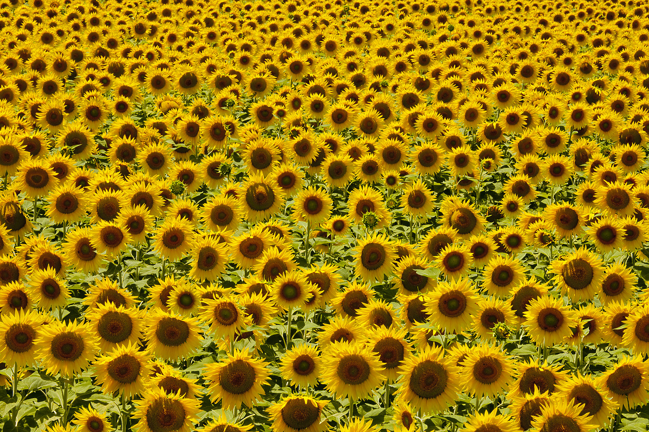 #120184-1 - Field of Sunflowers, near Arles, Provence, France