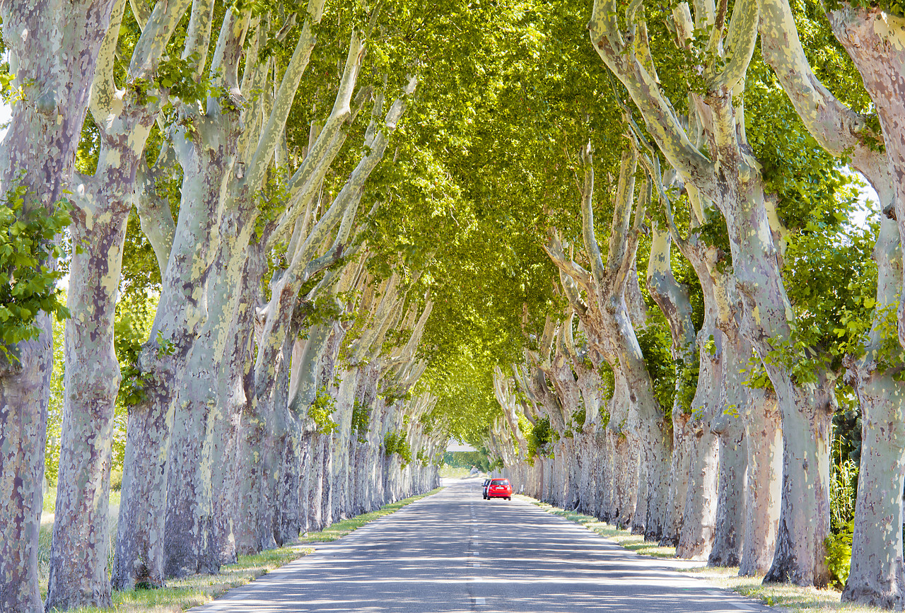 #120194-1 - Road Lined with Plane Trees, Saint Remy de Provence, France