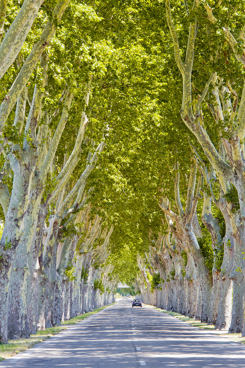 #120194-2 - Road Lined with Plane Trees, Saint Remy de Provence, France
