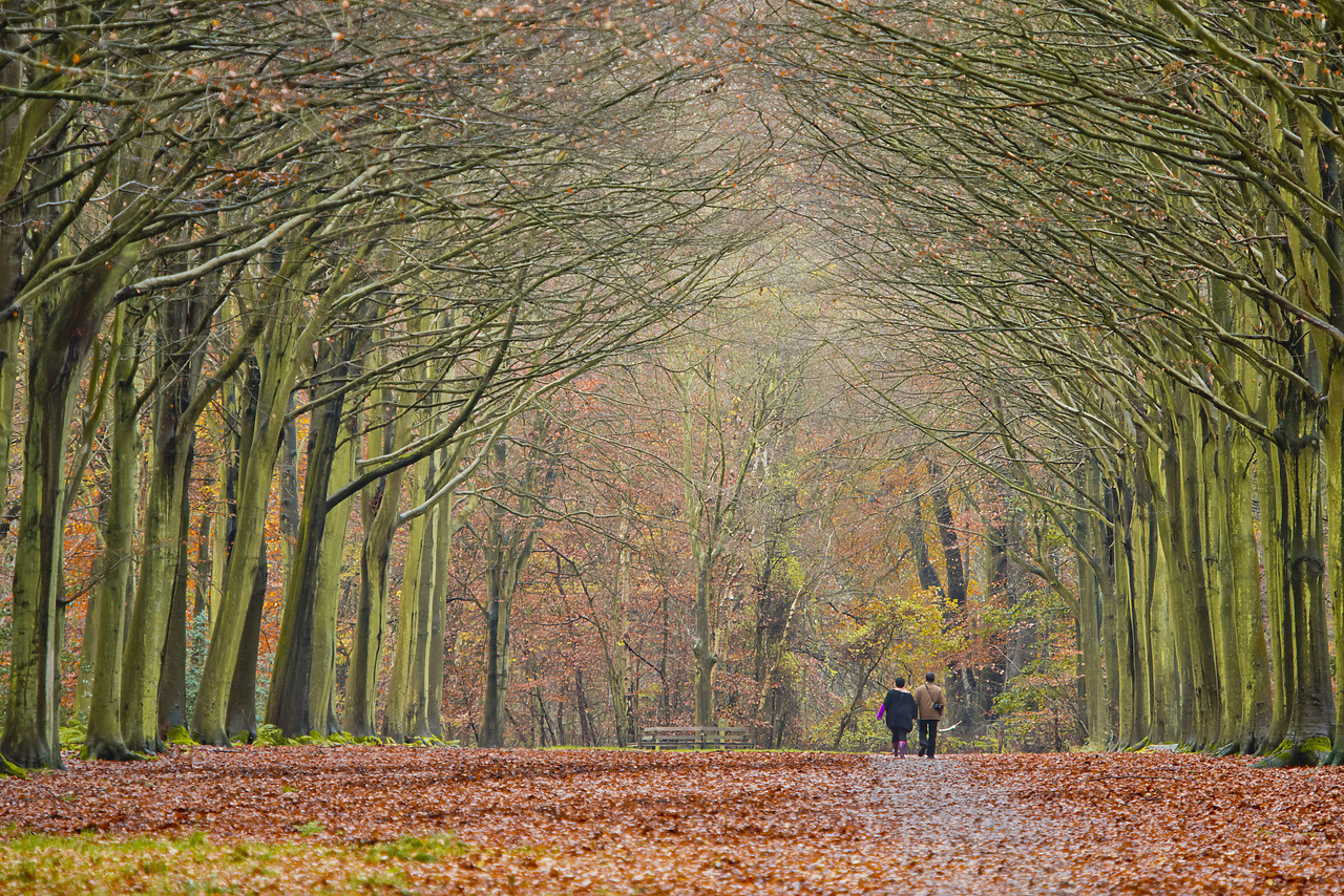 #120293-1 - Avenue of Beech Trees in Late Autumn, Felbrigg Estate, Norfolk, England