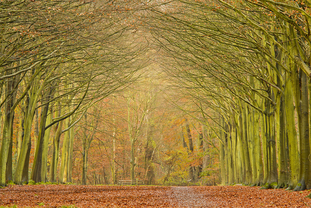 #120294-1 - Avenue of Beech Trees in Late Autumn, Felbrigg Estate, Norfolk, England