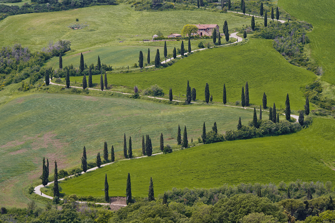 #130192-1 - Winding Cypress Tree-lined Road, La Foce, Tuscany, Italy