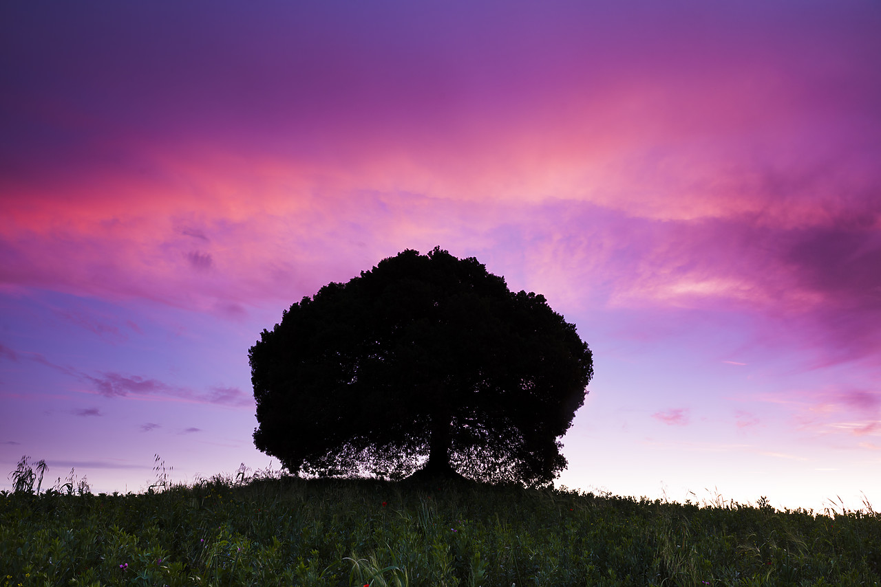 #130195-1 - Oak Tree at Sunset, Tuscany, Italy