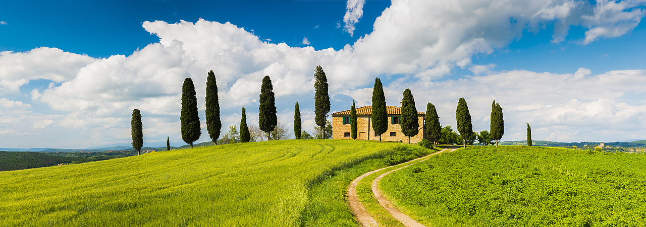 #130196-1 - Road leading to Villa, Pienza, Tuscany, Italy