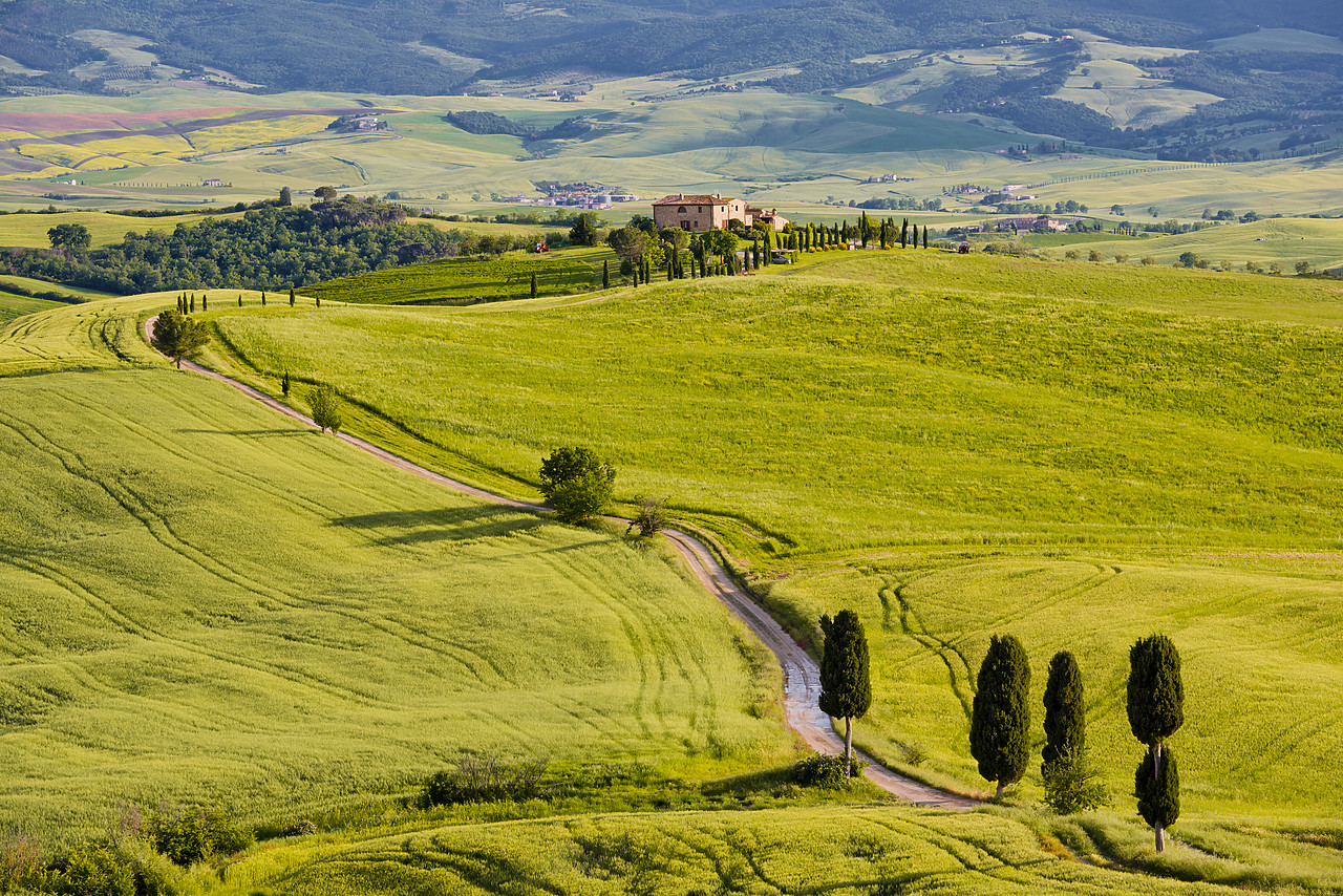 #130198-1 - Road leading to Villa, Pienza, Tuscany, Italy