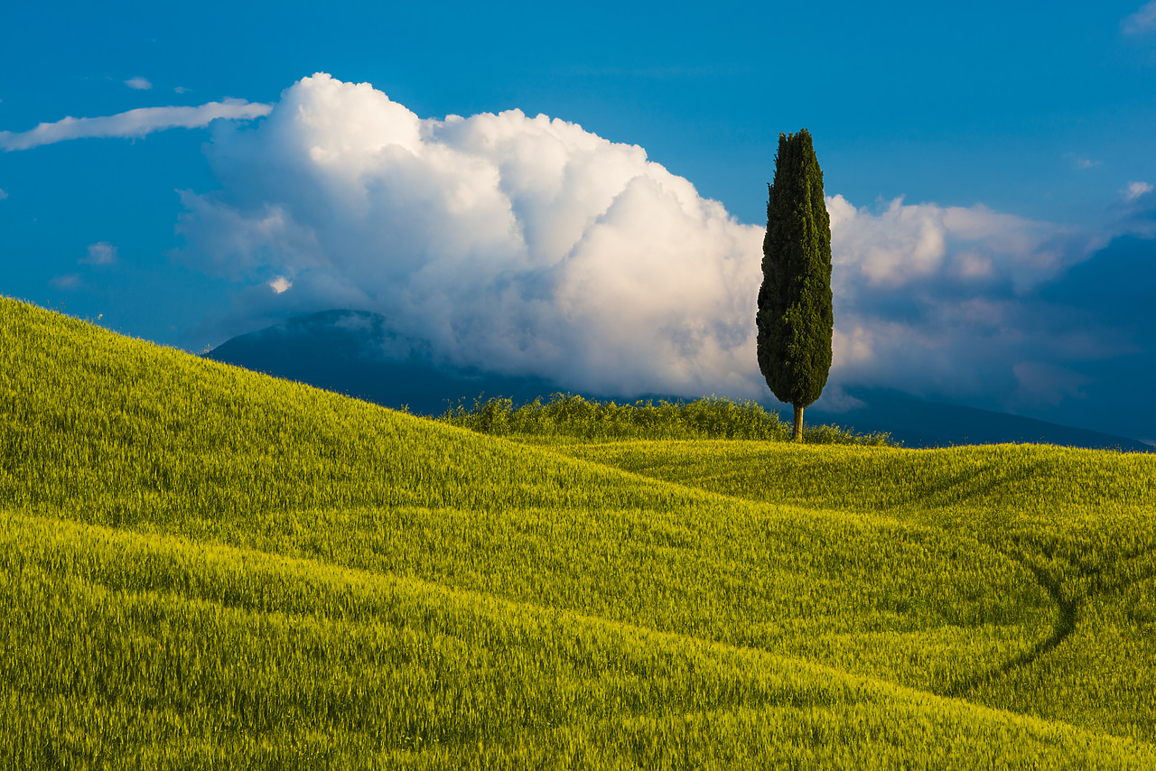 #130199-1 - Lone Cypress Tree, near Pienza, Tuscany, Italy