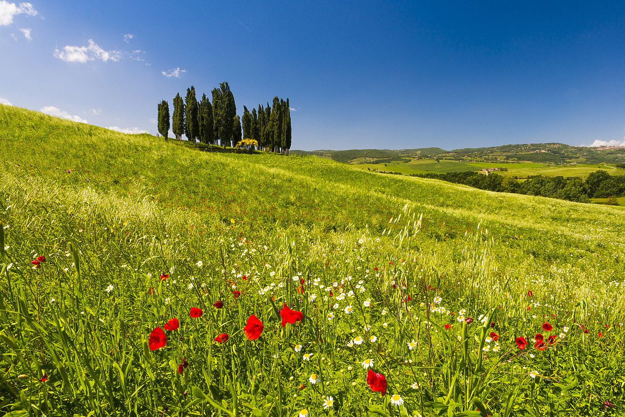 #130203-1 - Poppies & Cypress Trees, Val d'Orcia, Tuscany, Italy