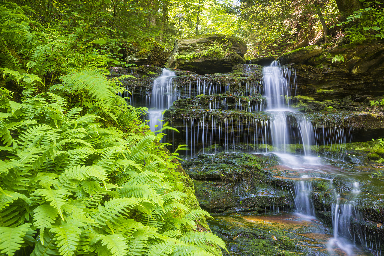 #130239-1 - Ferns & Waterfall, Ricketts Glen State Park, Sullivan County, Pennsylvania, USA
