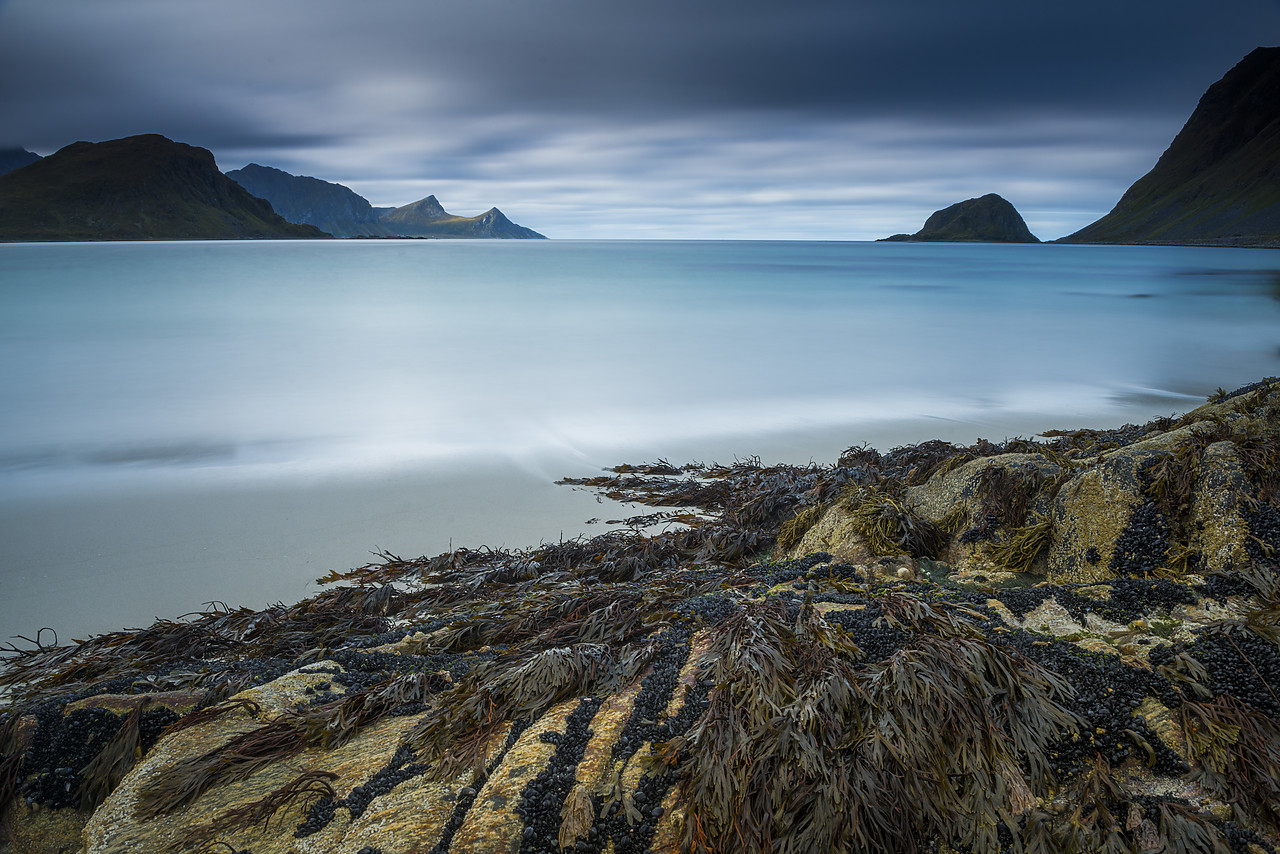 #130302-1 - Bladderwrack & Mussels on Haukland Beach, Lofoten Islands, Norway