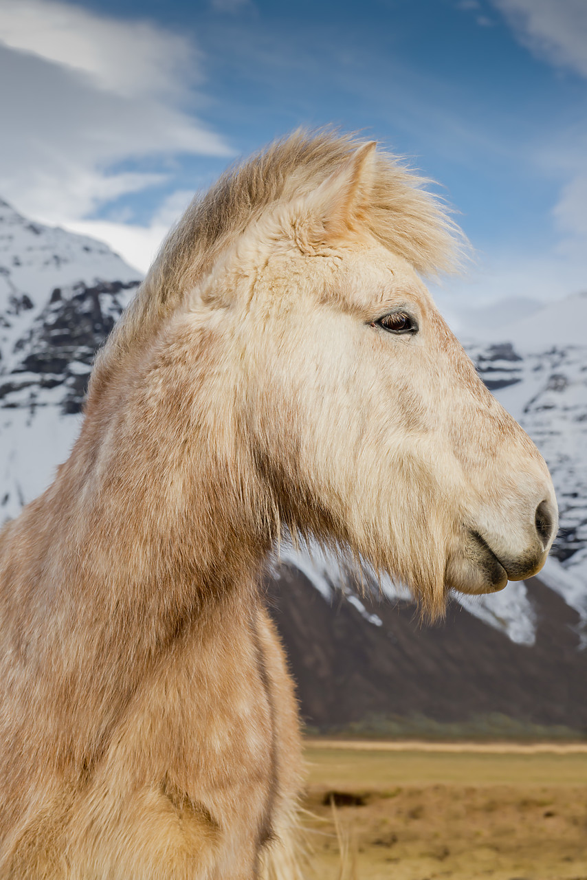 #140028-1 - Icelandic Horse, Iceland