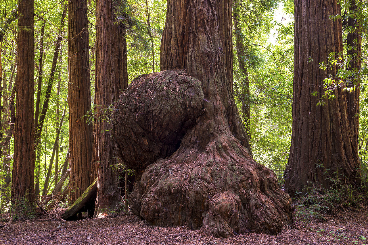 #140154-1 - Giant Burl on Redwood Tree, Henry Cowell Redwood State Park, Santa Cruz, California. USA