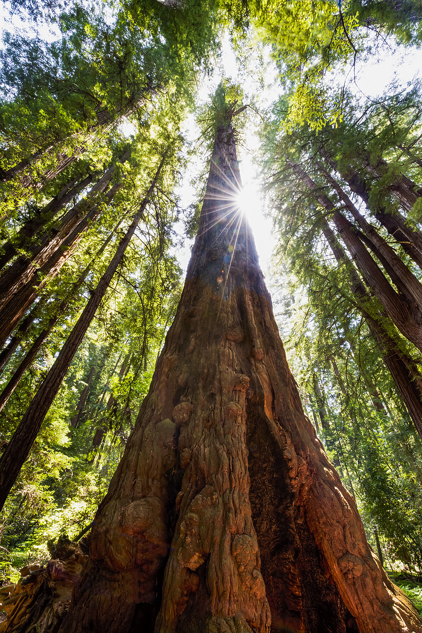 #140155-1 - Towering Redwoods, Henry Cowell Redwood State Park, Santa Cruz, California. USA
