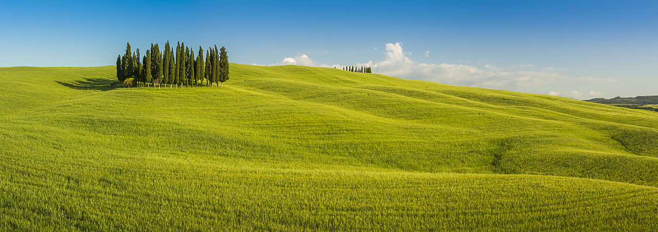 #140165-1 - Group of Cypress Trees, Val d'Orcia, Tuscany, Italy